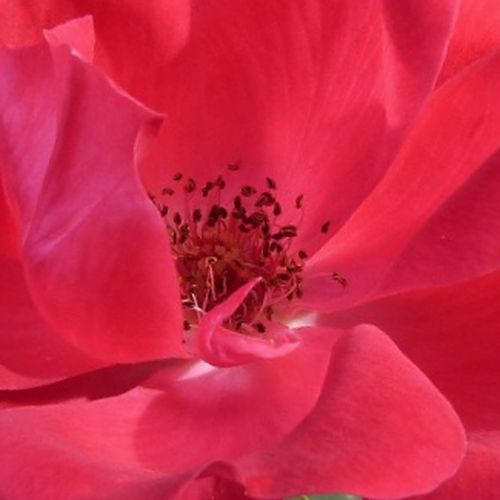 Viveros y Jardinería online - Rosas Floribunda - rojo - Rosal Knock Out® - rosa sin fragancia - William J. Radler - -